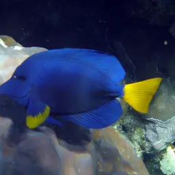 Purple Tang, photo 2