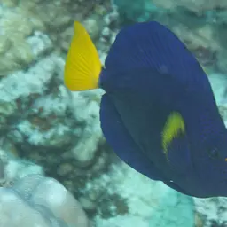 Purple Tang, photo 3