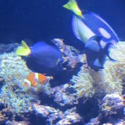 Purple Tang, photo 4