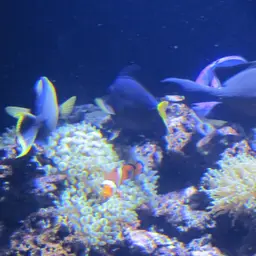 Purple Tang, photo 5