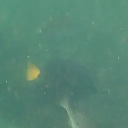 Purple Tang, photo 6