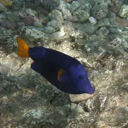 Purple Tang, photo 7