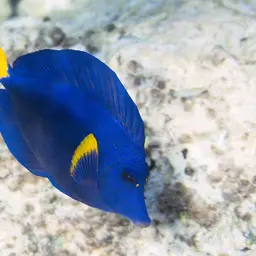 Purple Tang, photo 8