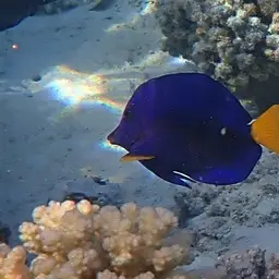 Purple Tang, photo 9
