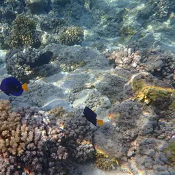 Purple Tang, photo 10