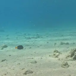 Purple Tang, photo 11