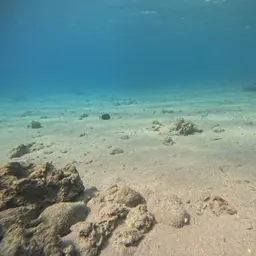 Purple Tang, photo 12