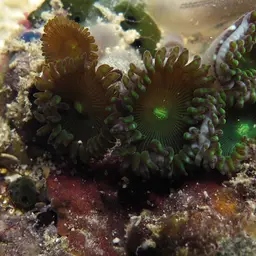 Durban Zoanthid