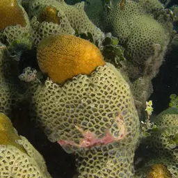 Mat Zoanthid