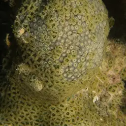 Mat Zoanthid, photo 2