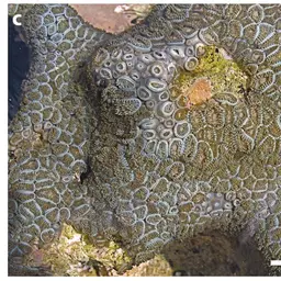 Mat Zoanthid, photo 3