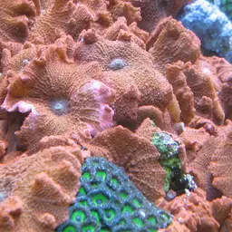 Zoanthids, photo 2