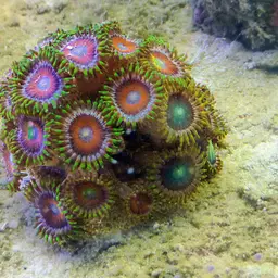 Zoanthids, photo 3