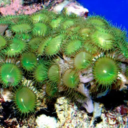 Zoanthids, photo 4