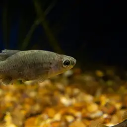 Tequila Splitfin, photo 1