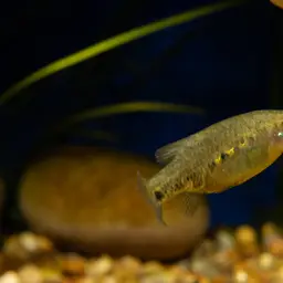 Tequila Splitfin, photo 2