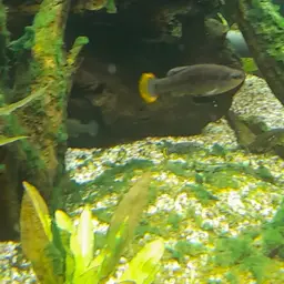 Tequila Splitfin, photo 3