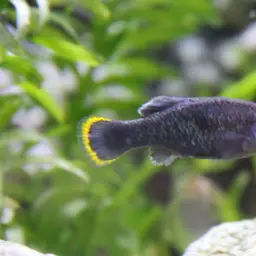 Tequila Splitfin, photo 4