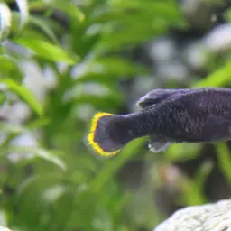 Tequila Splitfin, photo 5