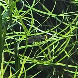 Tequila Splitfin, photo 6