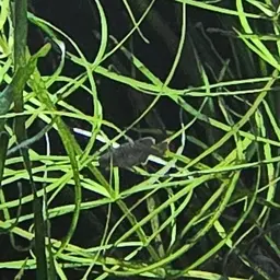 Tequila Splitfin, photo 7