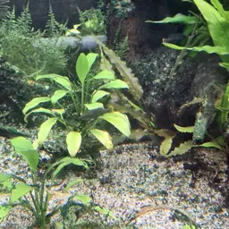 Tequila Splitfin, photo 9