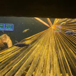 Tequila Splitfin, photo 10
