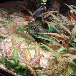 Tequila Splitfin, photo 11
