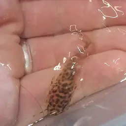 Gilded Catfish, photo 2